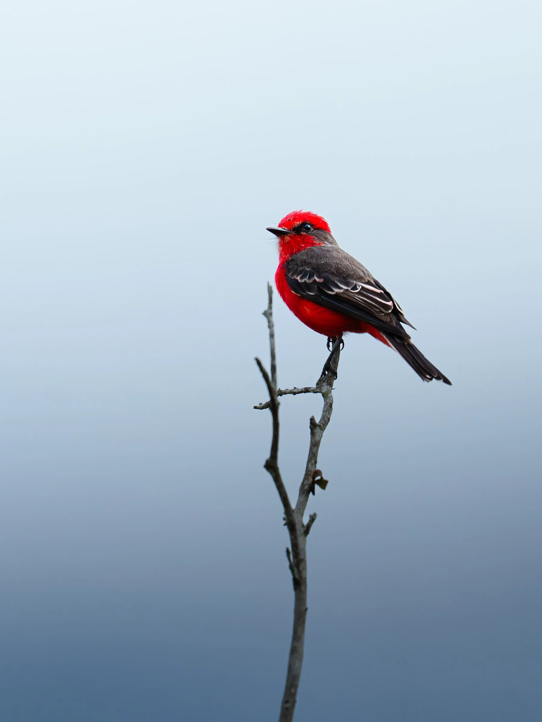 Pássaro colorido, predominantemente vermelho e preto, sentado em um galho seco com fundo azul claro.