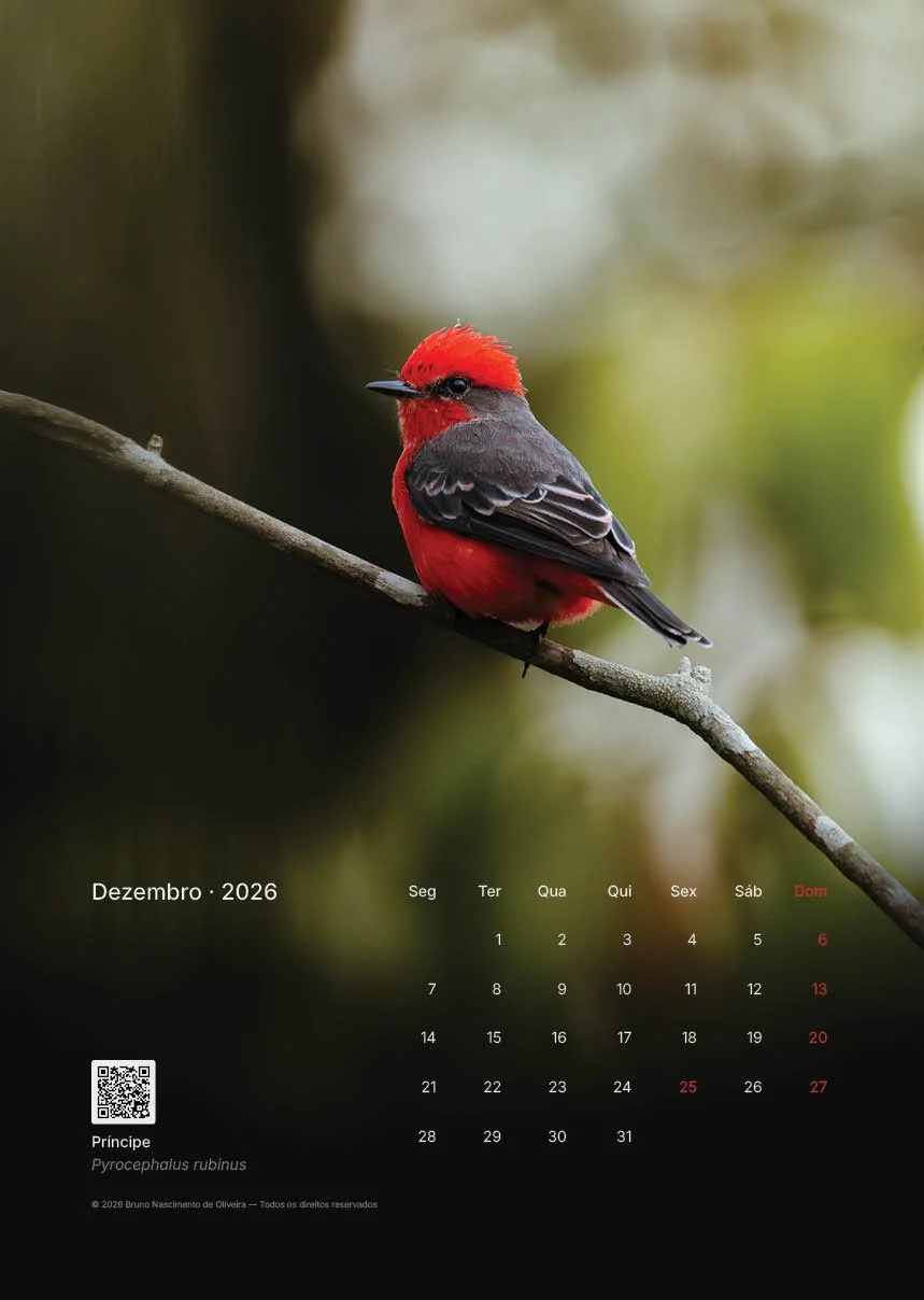 Calendário de dezembro de 2026 com uma fotografia de um pássaro vermelho e cinza, chamado Pyrocephalus rubinus, da espécie Principe, sentado em um galho.