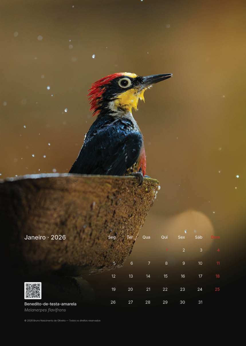 Calendário de janeiro de 2026 com uma foto de um pássaro, Benedito-de-testa-amarela, melanerpes flavifrons, molhando-se na água.