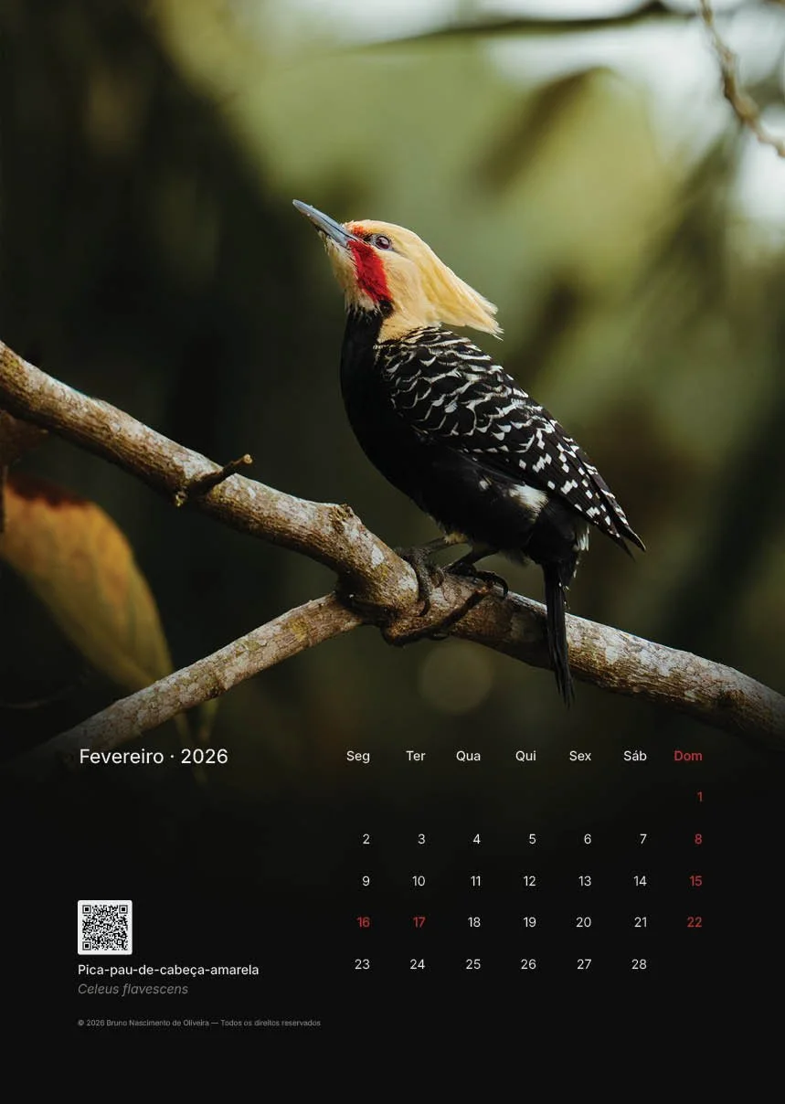 Calendário de fevereiro de 2026 com uma foto de um pássaro de cabeça amarela, garganta vermelha e corpo preto com manchas brancas, chamado Pica-pau-de-cabeça-amarela.
