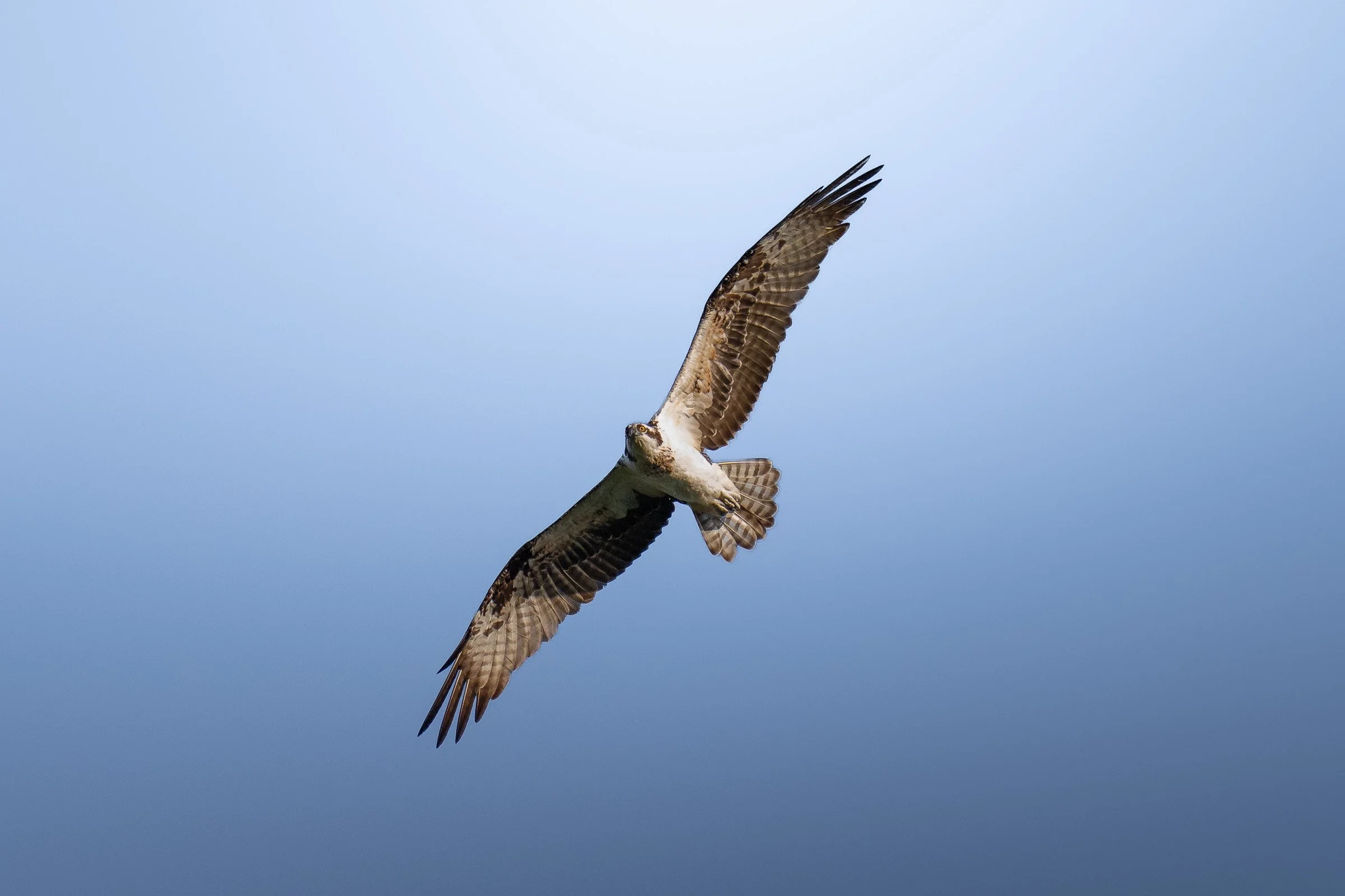 Gavião voando no céu com fundo azul claro