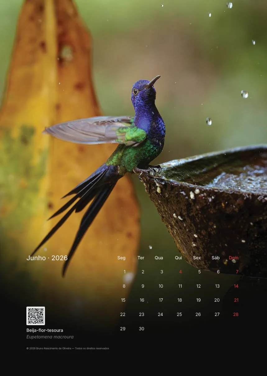 Calendário de junho de 2026 com uma foto de um beija-flor com penas azul, verde e preto, ao lado de uma fonte de água.
