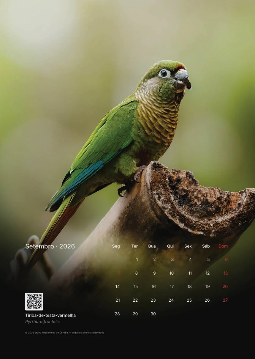 Calendário de setembro de 2026 com uma imagem de um papagaio com cabeça que parece de um personagem com o corpo de um pássaro.