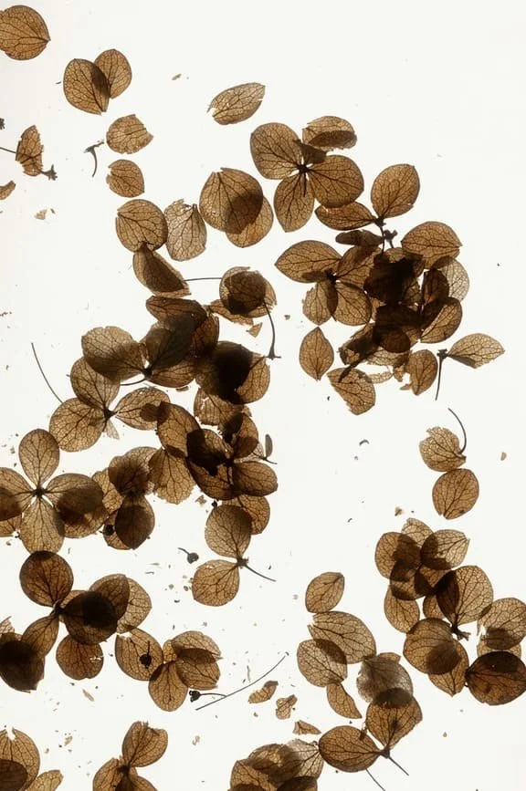 Dry, translucent brown leaves scattered on a white surface.