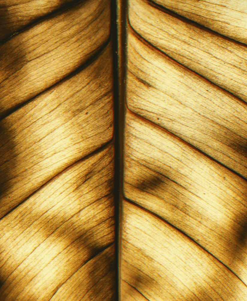 Close-up of a brown and golden leaf showing the vein pattern and texture.
