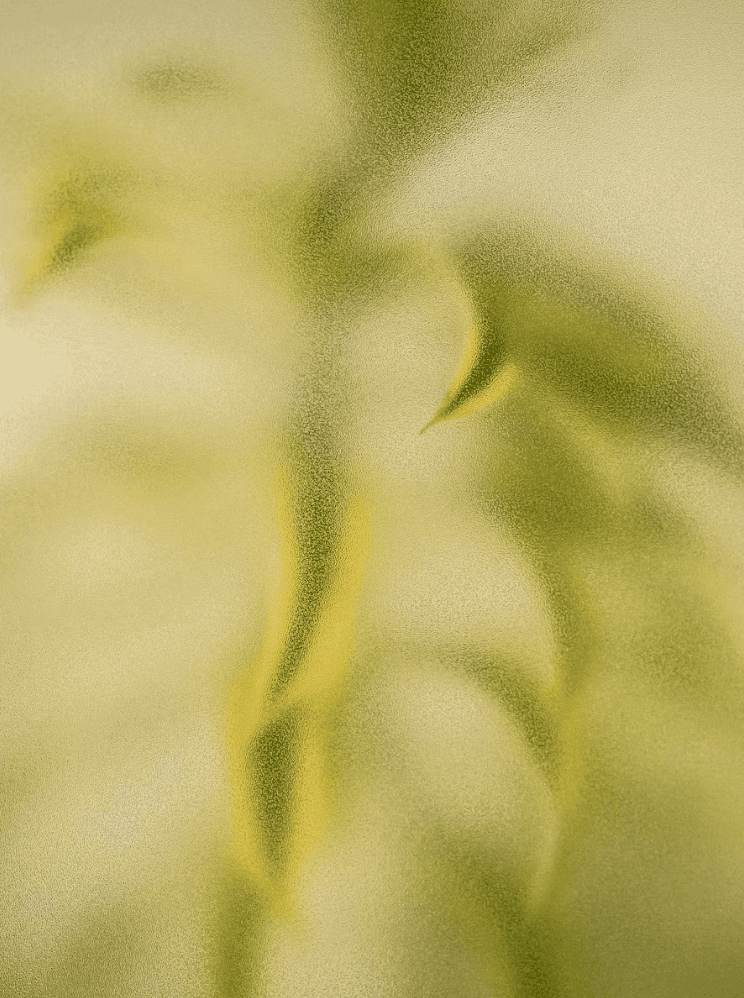 Close-up of green, blurry plant leaves with pointed tips.
