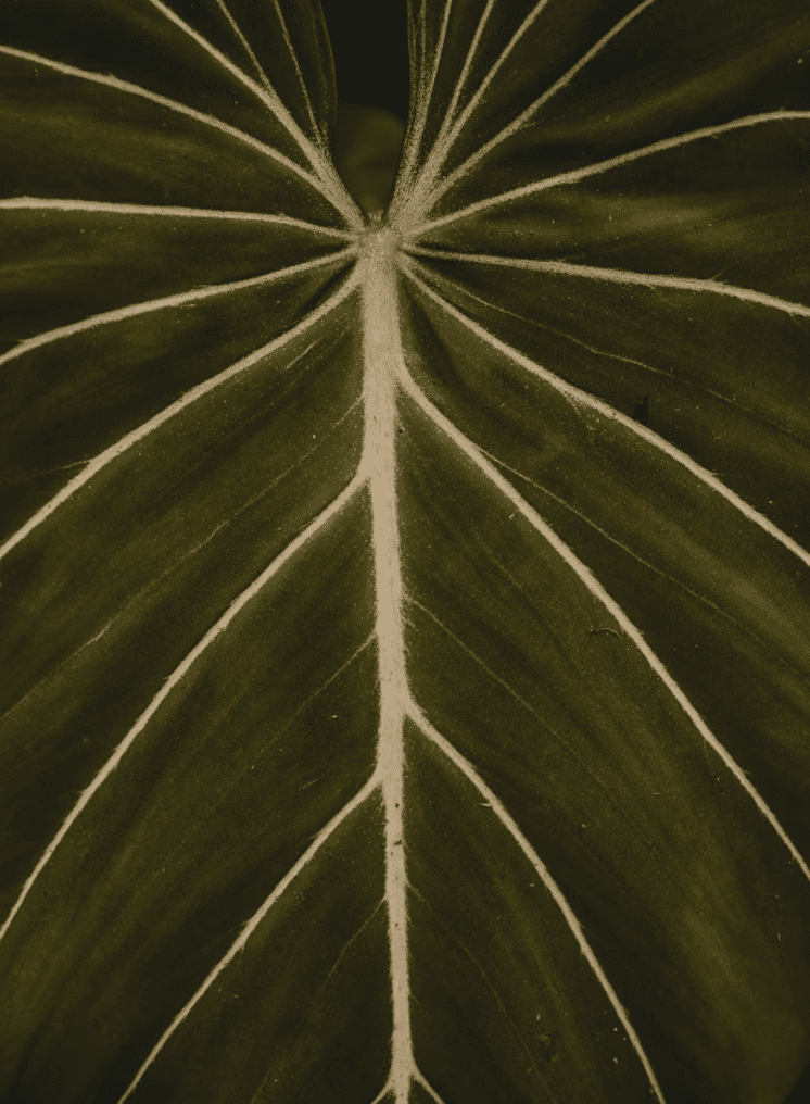 Close-up of a green leaf with white veins.
