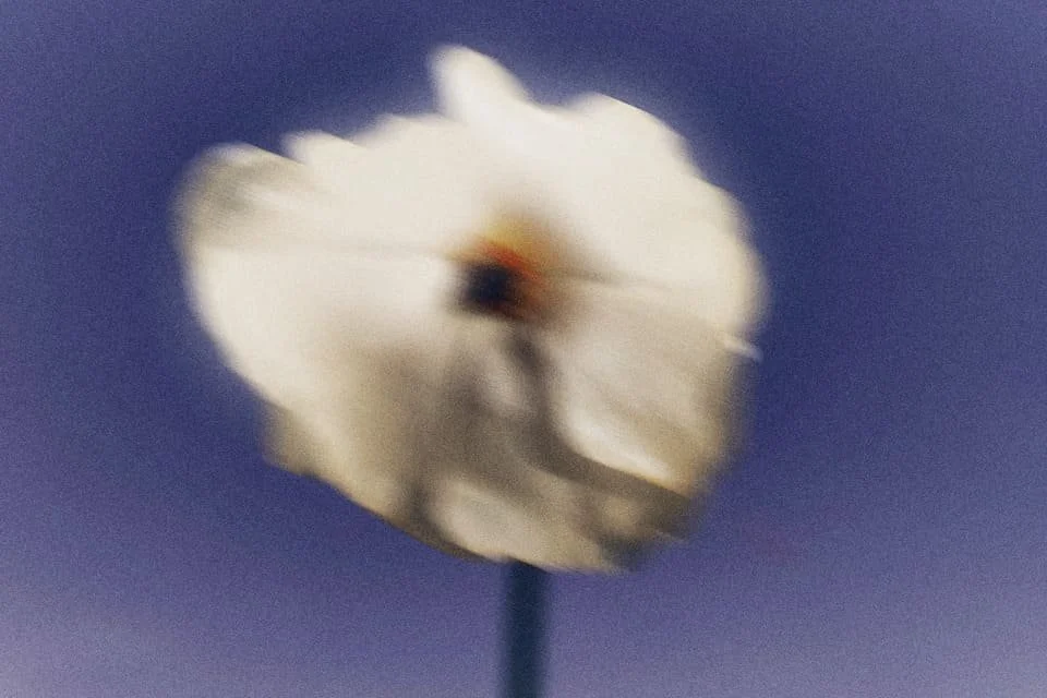 Close-up of a white flower with blurred details and a blue background.