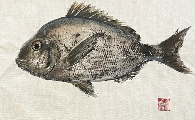A detailed illustration of a fish with gray and silver scales, fins, and a round eye, drawn on a plain background.