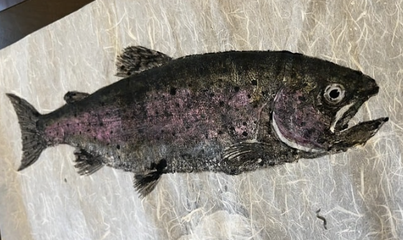 A dead fish lying on a textured surface, with visible eyes and fins.