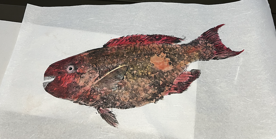 A printed image of a fish with red, brown, and black coloring on white paper.