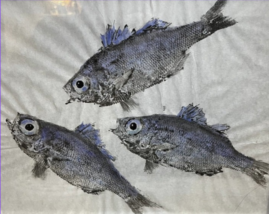 Three fish with realistic details and large eyes laying on a fabric surface.