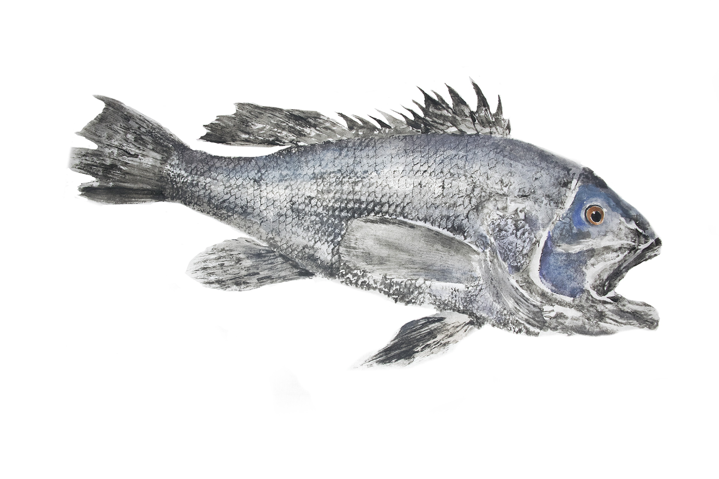 A realistic illustration of a fish with spiny dorsal fins, silver scales, and a dark head, set against a white background.
