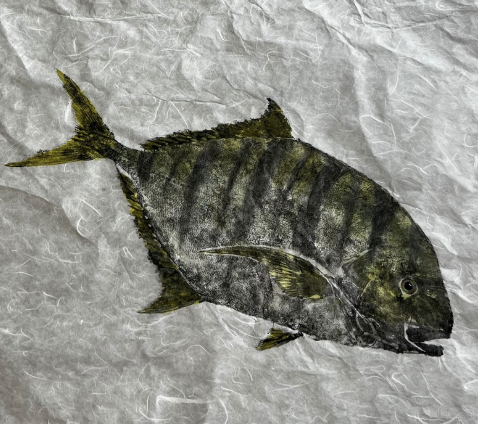 Freshly caught fish with vertical dark stripes on its body, lying on crumpled white paper.