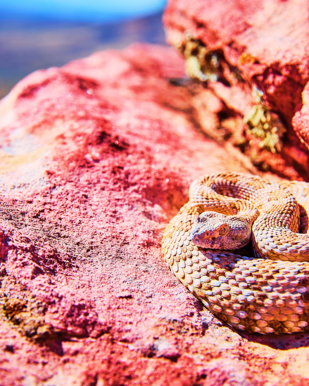 Busted down the pretext