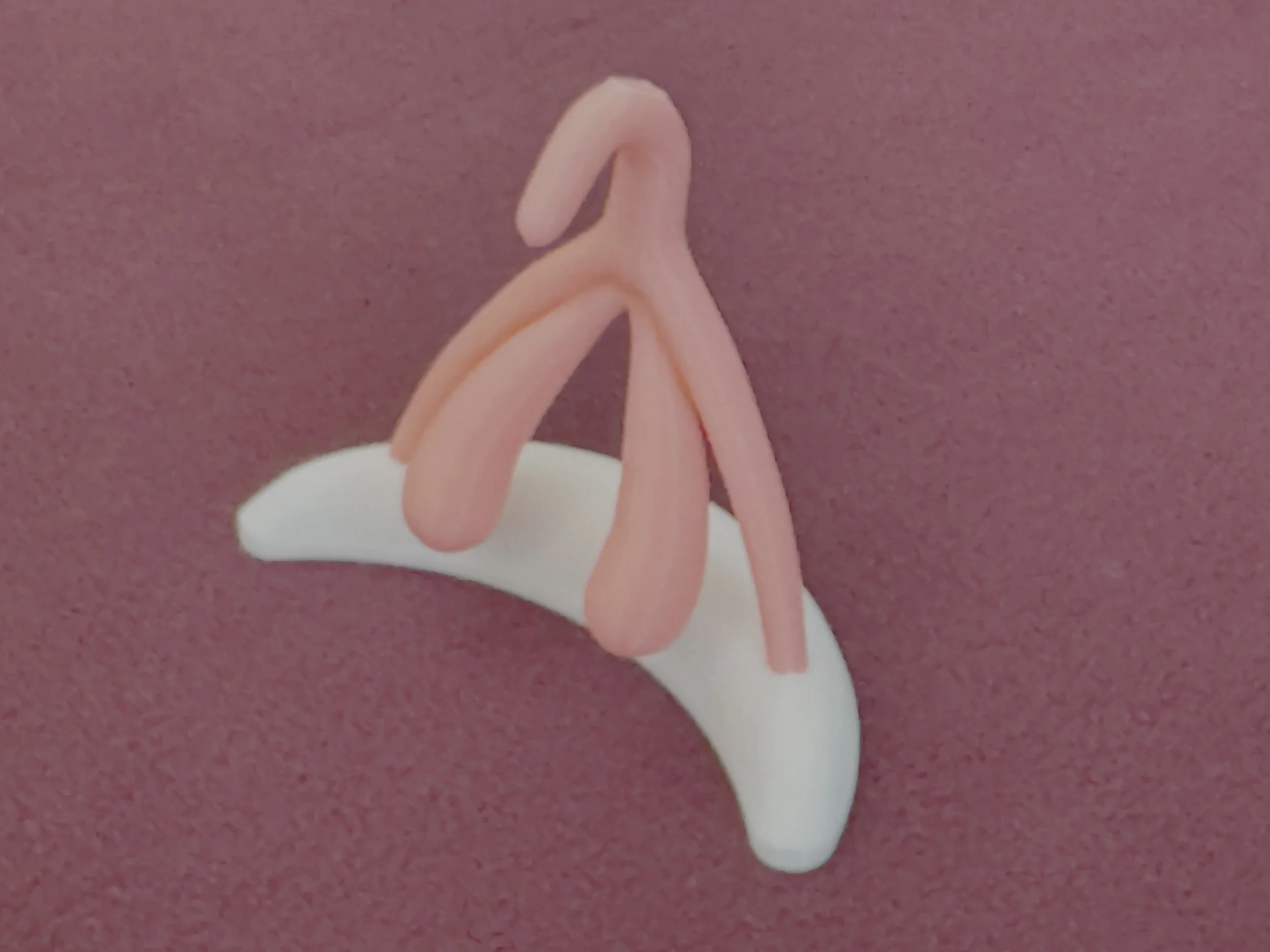 Neuroanatomy of the Clitoris