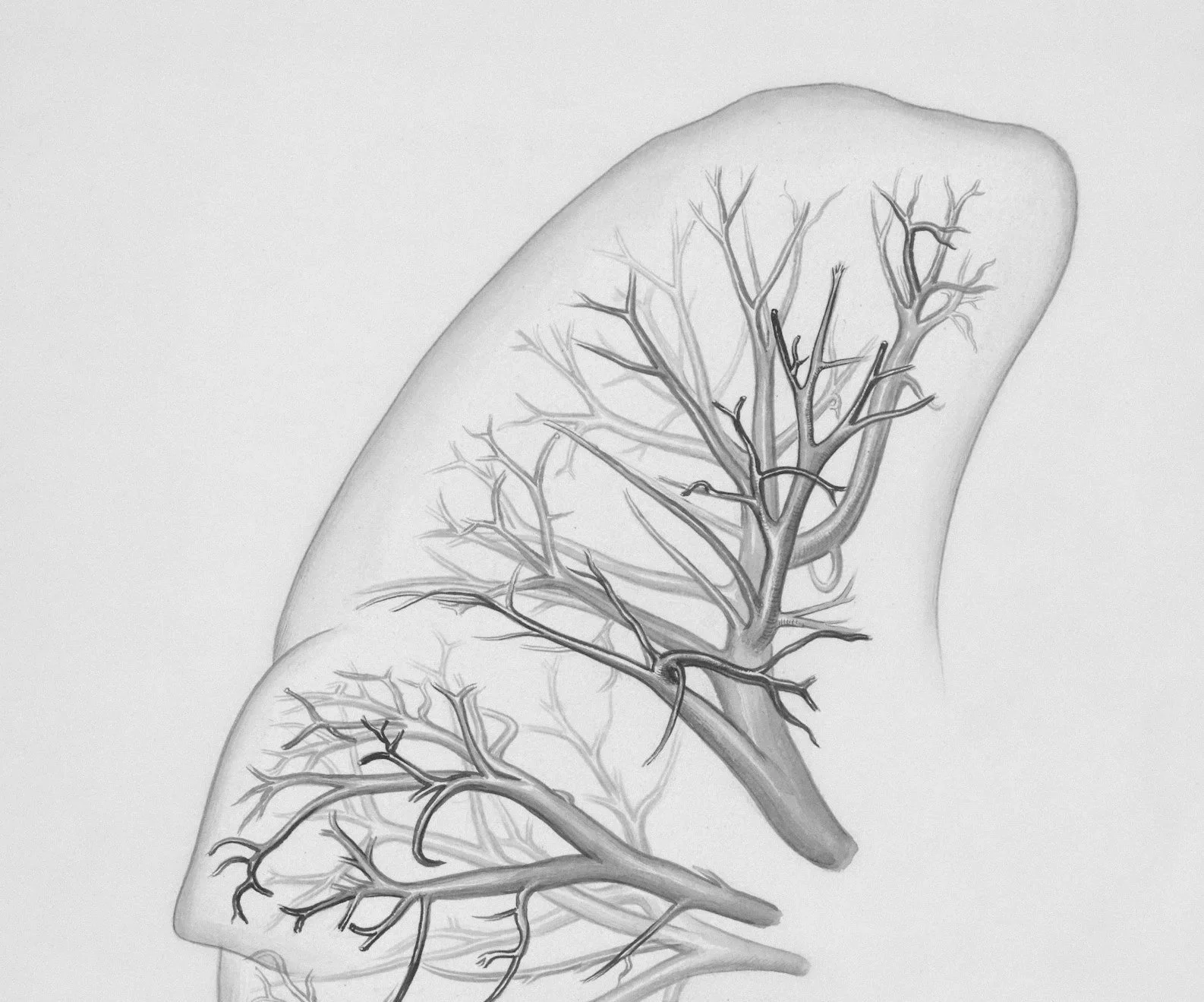 picture of an illustration of part of lung