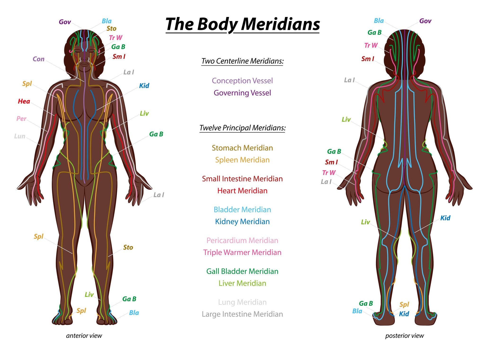Illustration showing anterior and posterior view of human body with lines over body showing location of meridians.