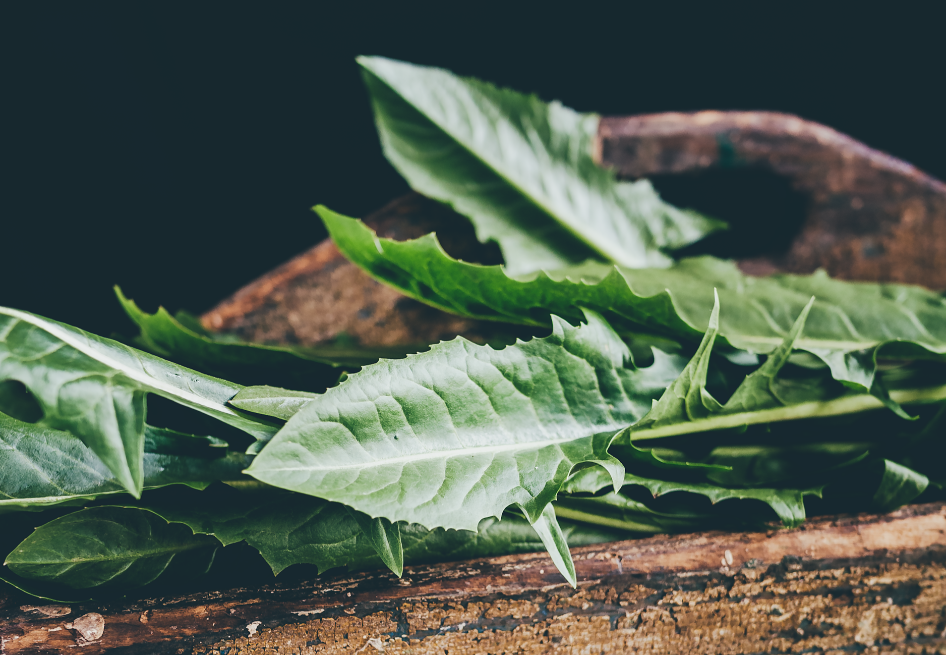 Picture of dandelion greens