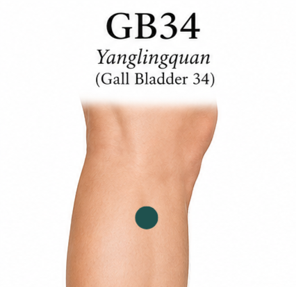Picture of a leg with a dot on the lateral side of upper low leg showing location of acupuncture point Gall Bladder 34.