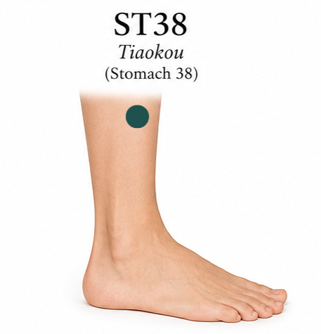 Picture of a leg with a green dot on lateral side showing location of acupuncture point Stomach 38.