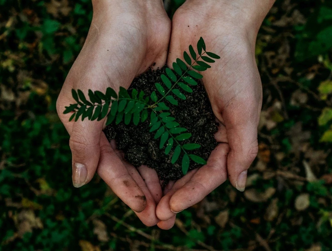 picture of hands holding dirt with small fern growing from dirt