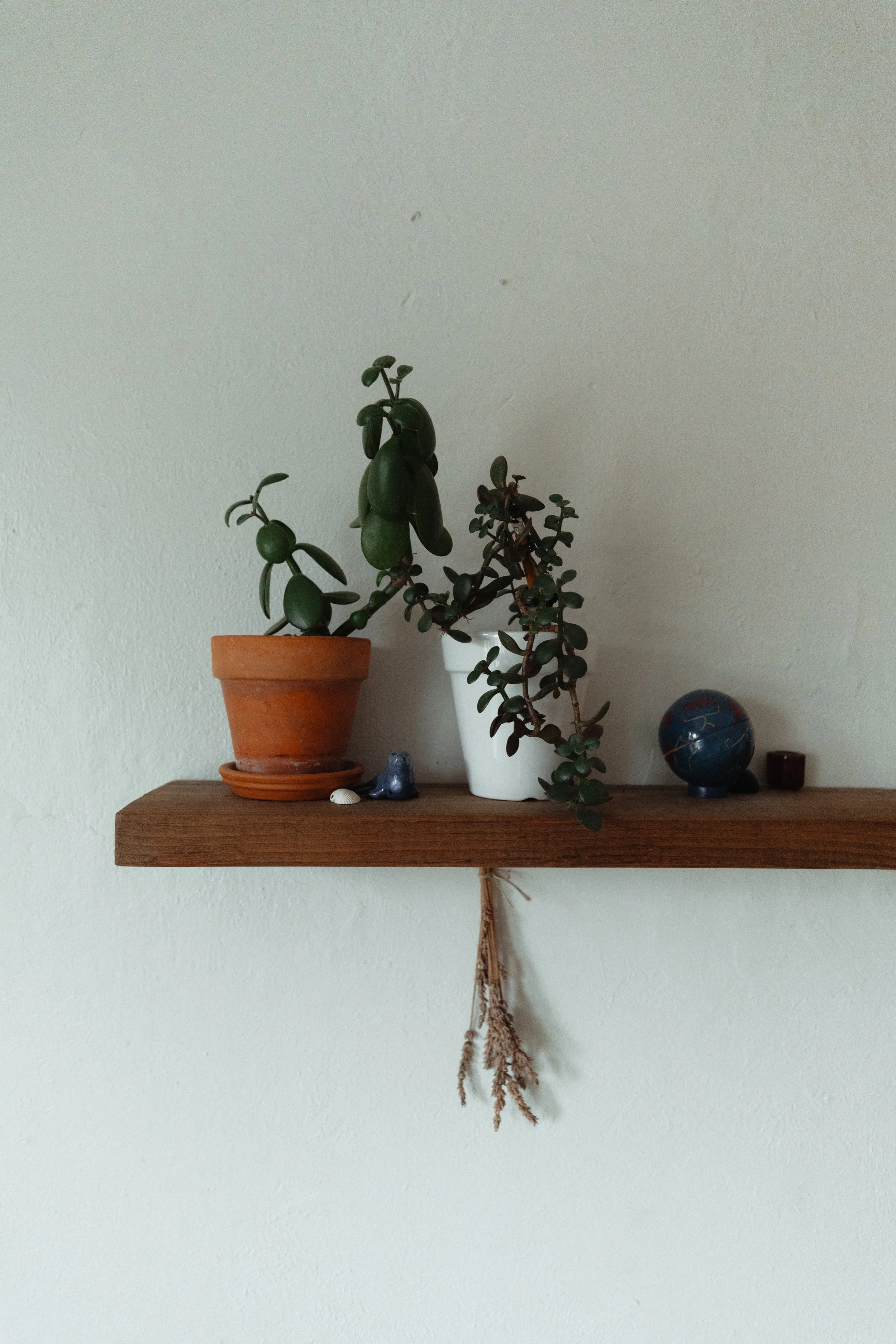 A wooden shelf on a wall with two potted plants, one in a terracotta pot and the other in a white pot, along with small decorative objects including a globe, a tiny figure, seashells, and a small brown object, and a hanging dried flower or plant below the shelf.