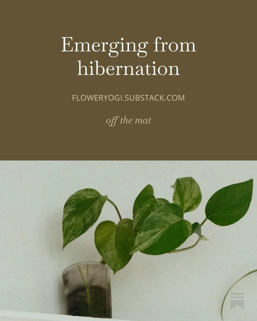 A potted plant with green leaves on a white surface.