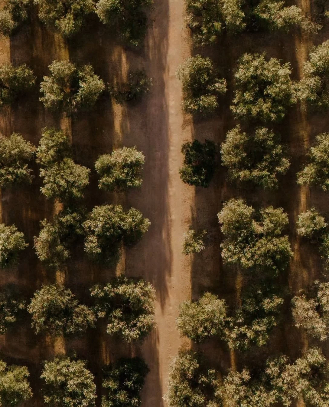 In Salento, the olive harvest begins in late September and continues into winter. Nets are spread beneath the trees, hand combs pass through the branches, and the olives are taken to the frantoio within a day or two, while still fresh. Around Corigli
