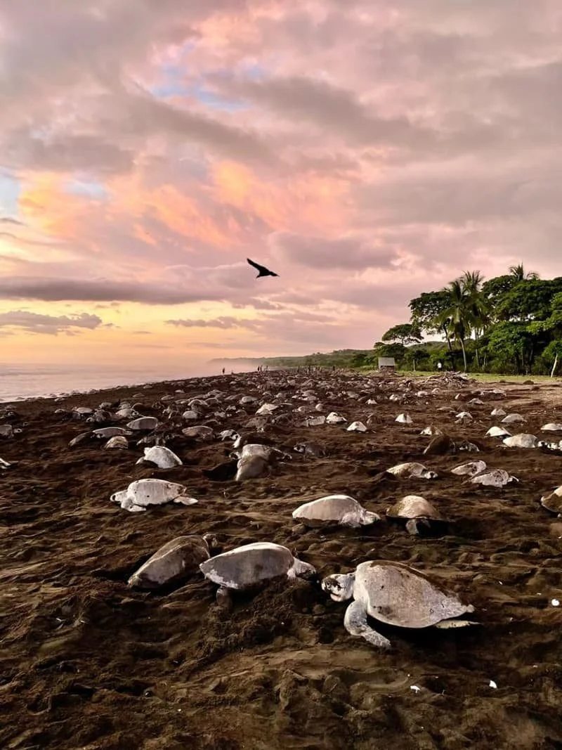 Turtles-ostional-2-1.jpeg