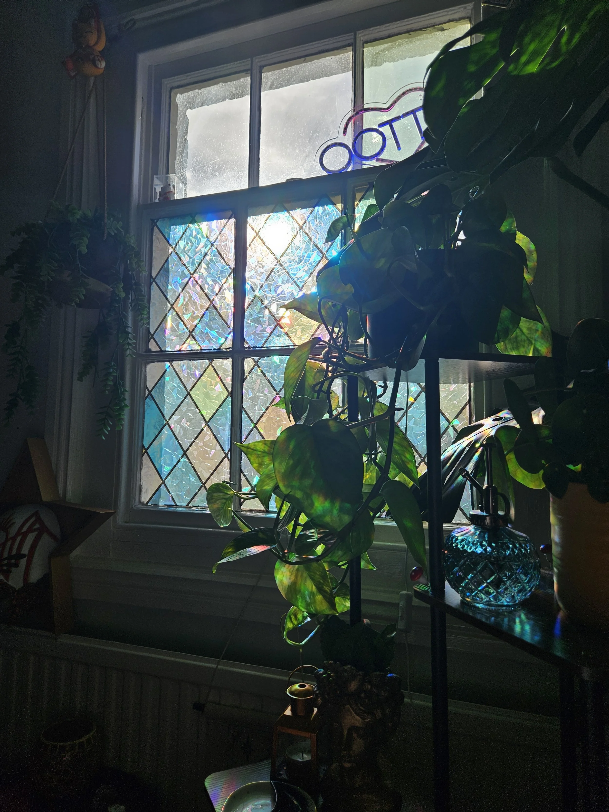 Sunlight filtering through a window with stained glass, casting colorful reflections onto green houseplants inside a room.