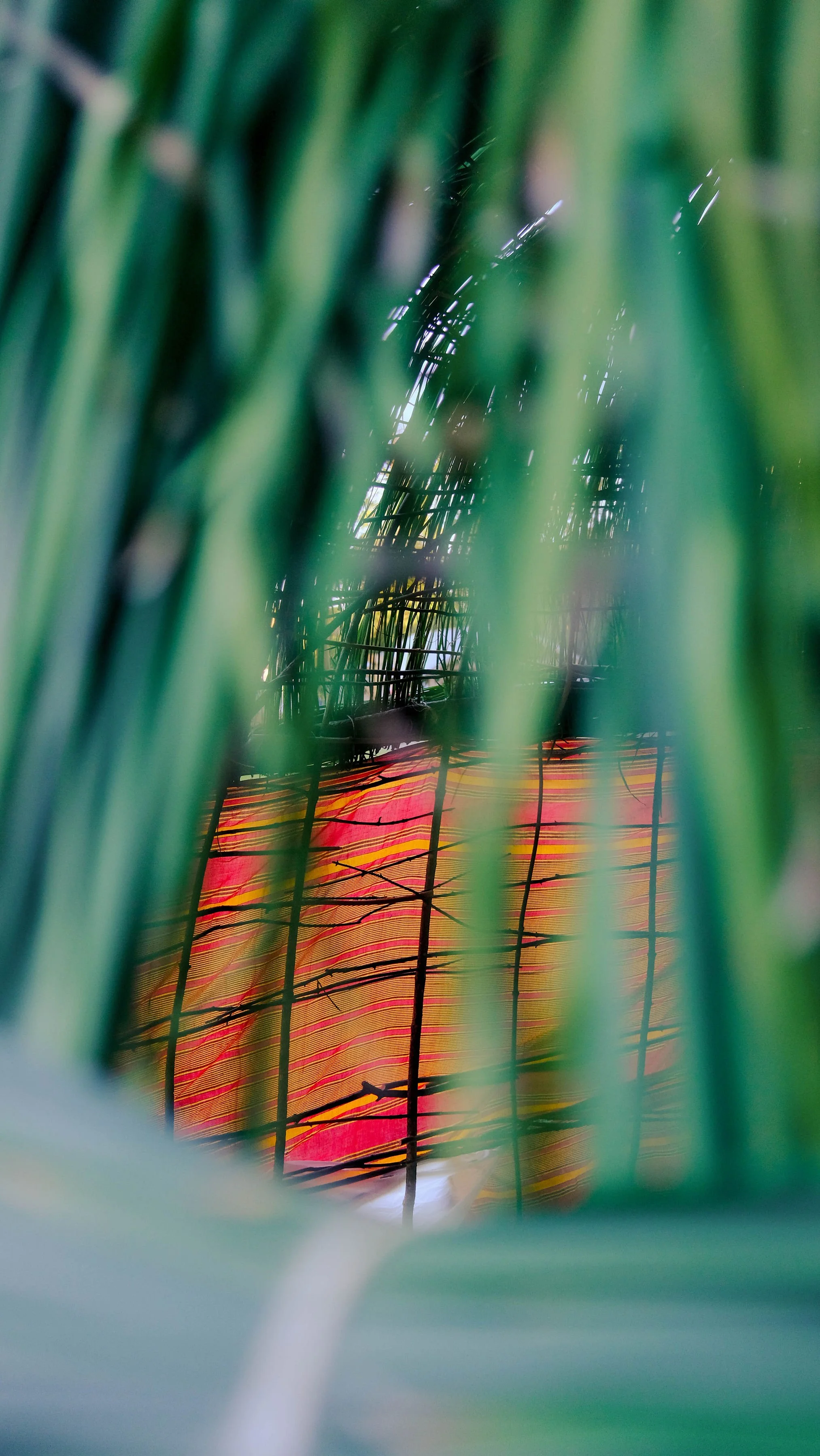 Close-up of green leaves with a blurry colorful background featuring red and yellow horizontal lines.