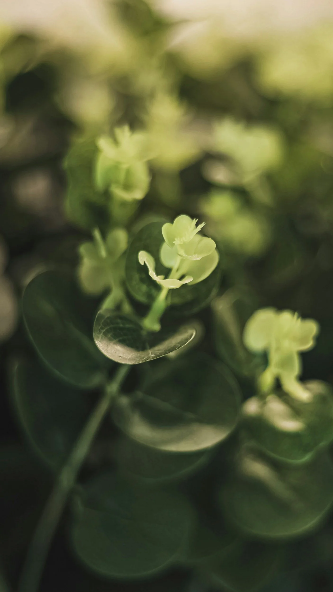 Close-up of small green flowers and dark green leaves in natural sunlight.