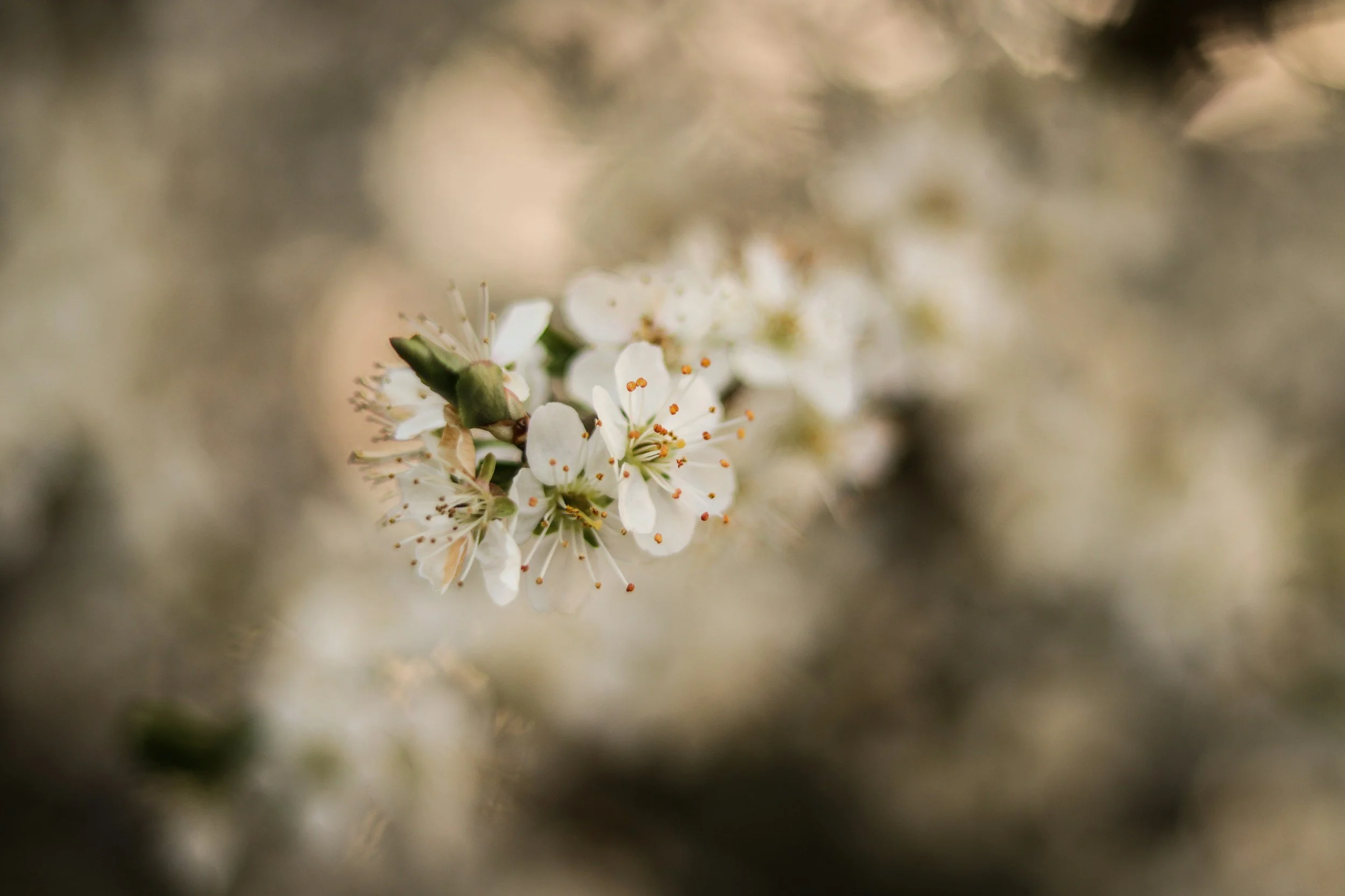 Close-up of small white flowers with orange stamens on a branch.