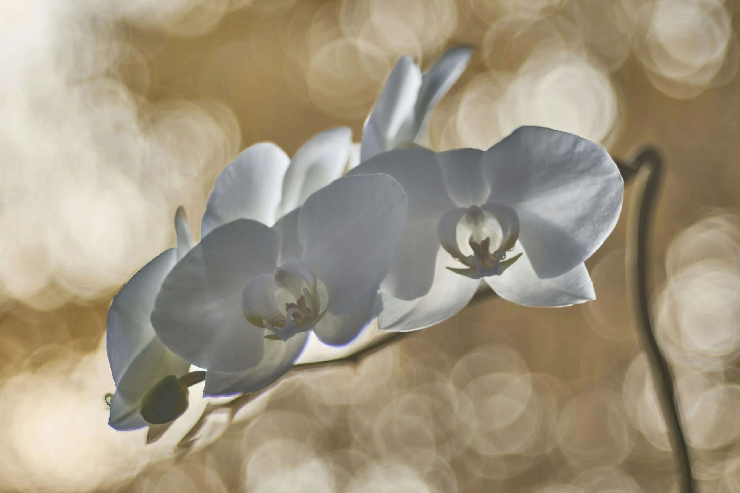 Close-up of white orchid flowers with a blurred warm bokeh background.