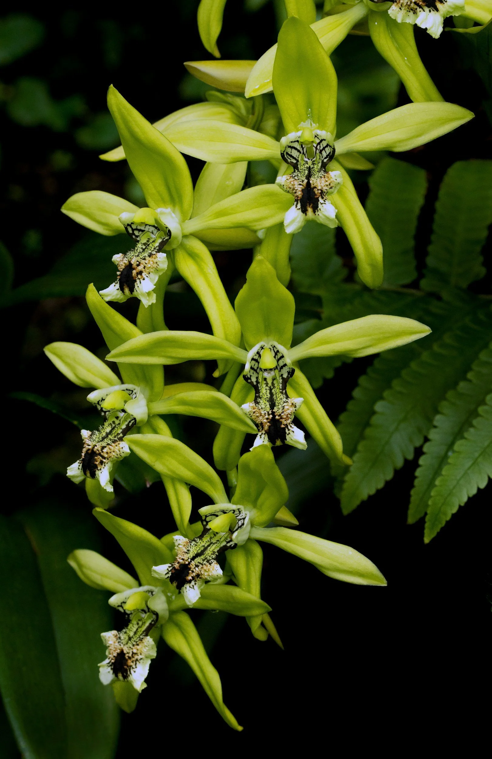 Close-up of a green flower spike with several orchid flowers and tiny insects on the petals, set against dark green leaves.