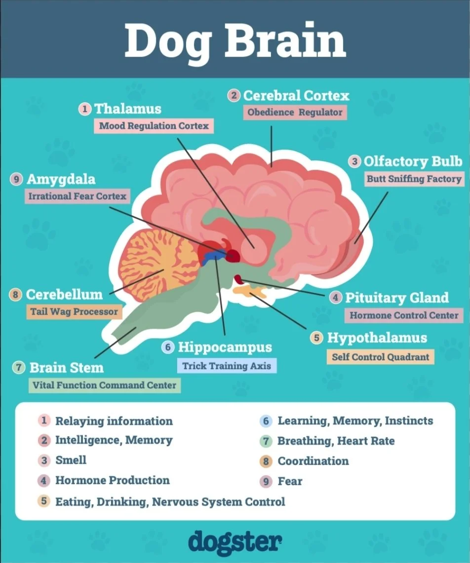 An infographic titled 'Dog Brain' showing labeled sections of a dog's brain with functions, including Thalamus for mood regulation, Cerebral Cortex for obedience, Olfactory Bulb for butt sniffing, Pituitary Gland for hormone control, Hypothalamus for self-control, Hippocampus for learning and memory, Brain Stem for vital functions, Cerebellum for coordination, and Amygdala for fear.