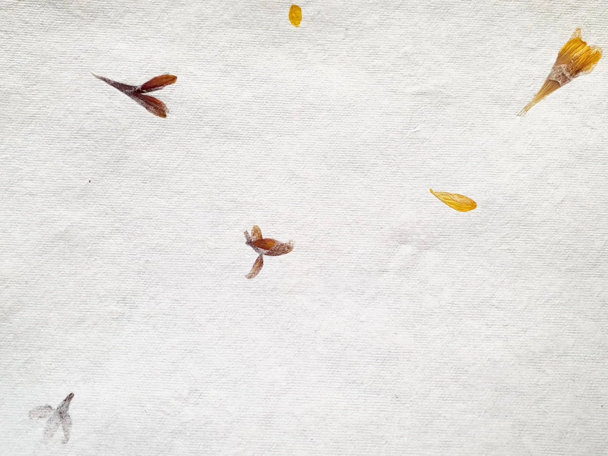 Petites fleurs séchées dispersées sur un fond blanc