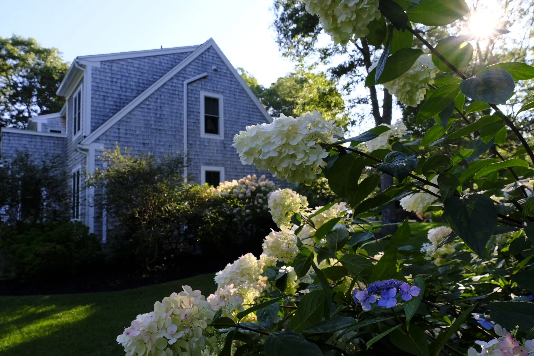 White hydrangea flowers in front of a gray house with shingles, surrounded by greenery, under a partly cloudy sky with sunlight