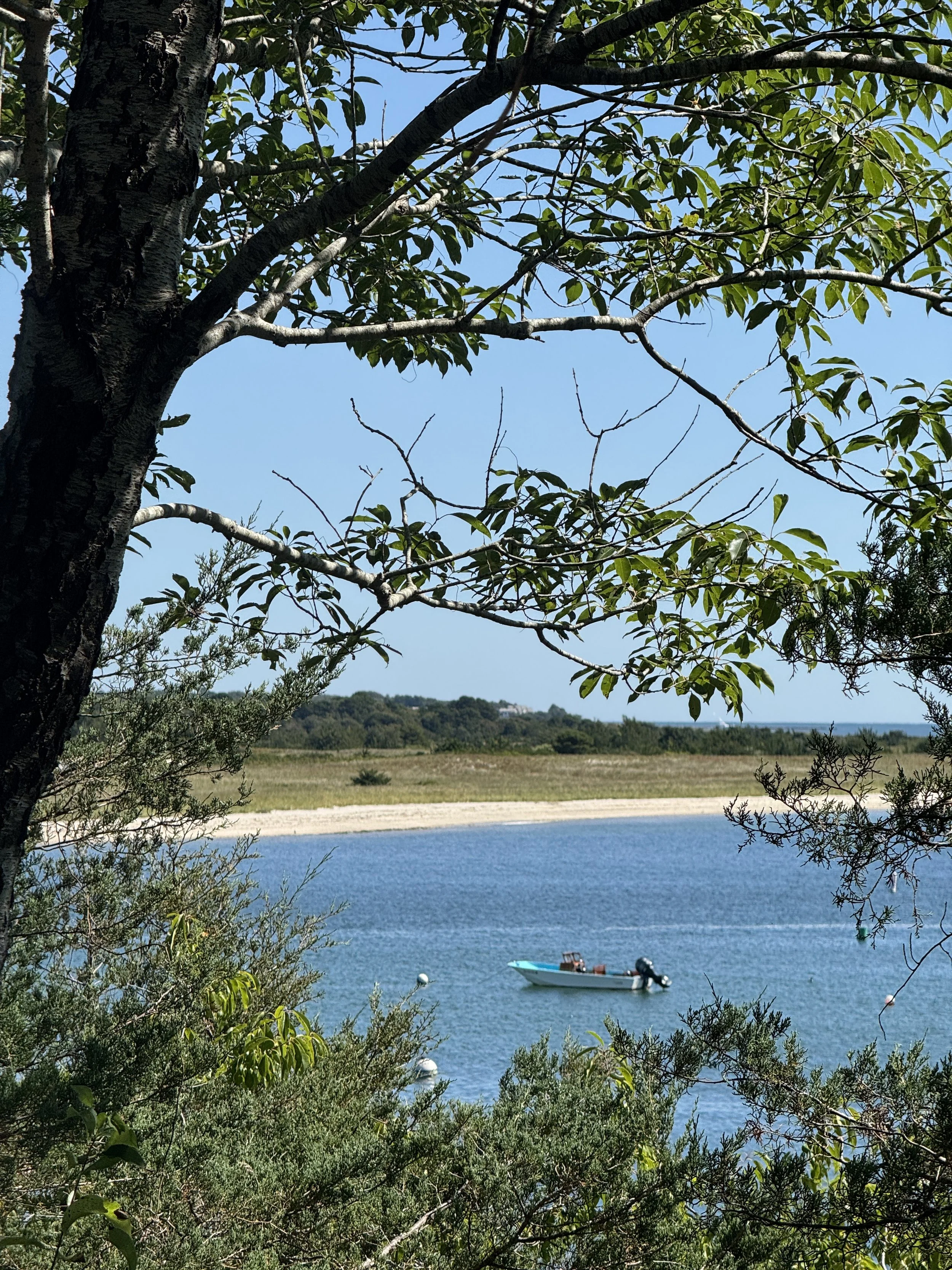 A boat on a calm body of water, viewed through trees and bushes, with a clear blue sky and distant shoreline.