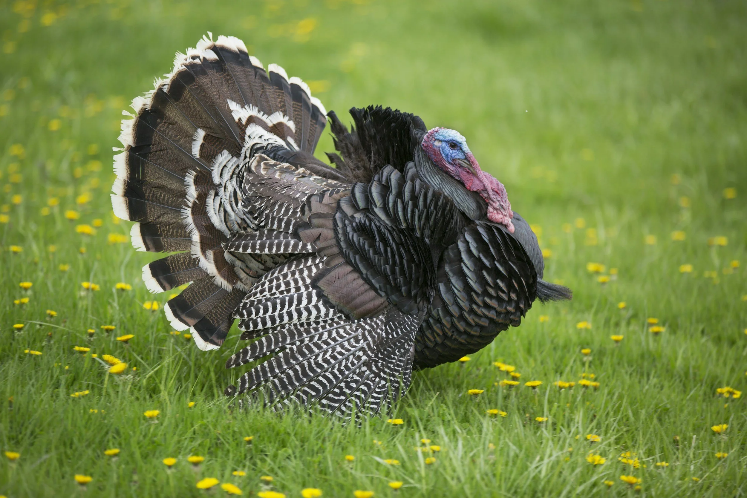 A wild turkey displaying its feathers in a grassy field with yellow flowers.