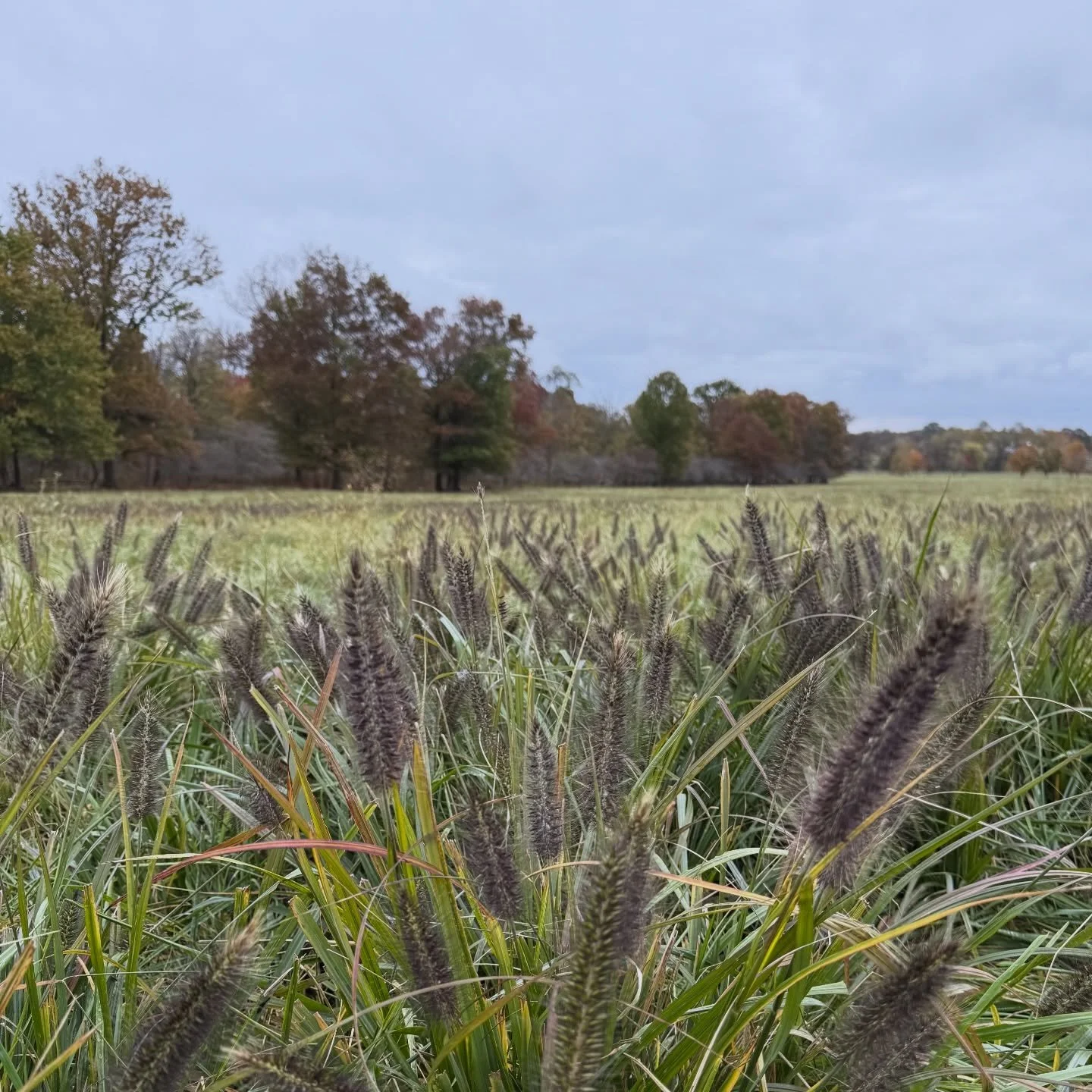 Today&rsquo;s Earth Day posts is about protecting our lands from invasive plant pressure. It&rsquo;s something near and dear to us as land stewards and agricultural drone technology is an amazing new tool in our toolbox. Pictured here is invasive Chi