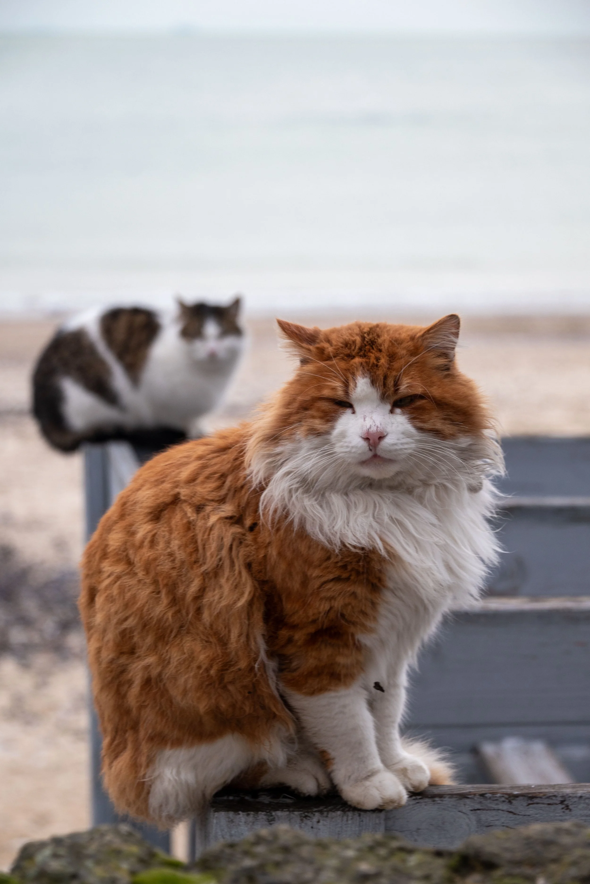 Nataliia Mykhailenko