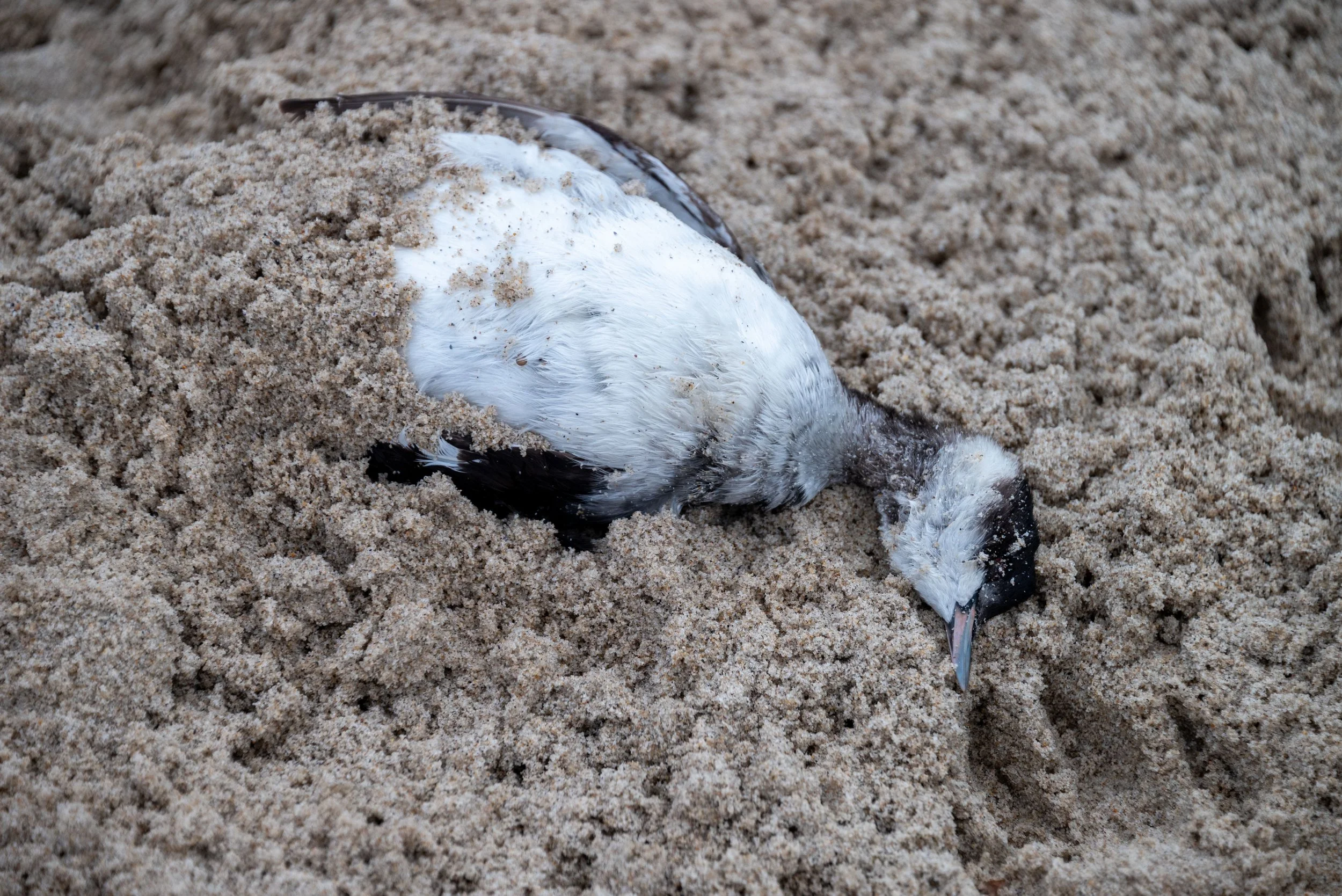 Nataliia Mykhailenko