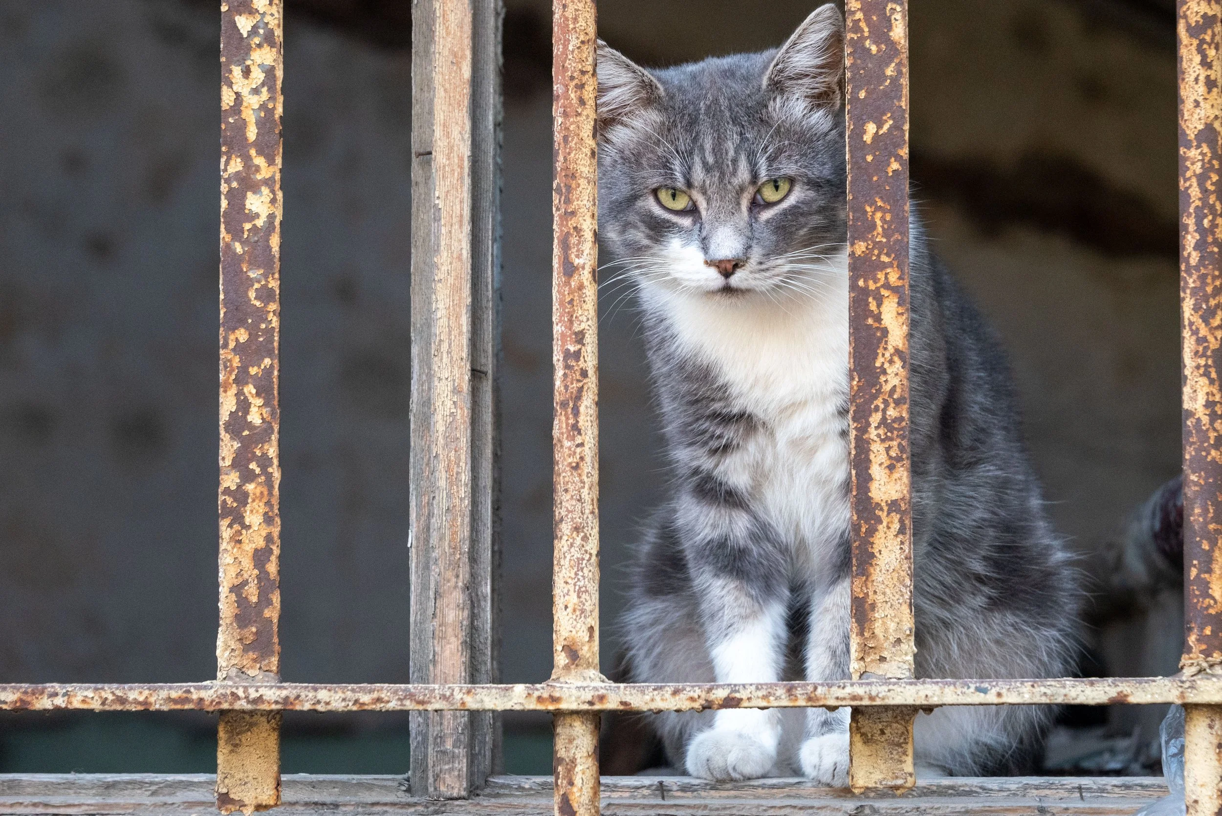 Nataliia Mykhailenko