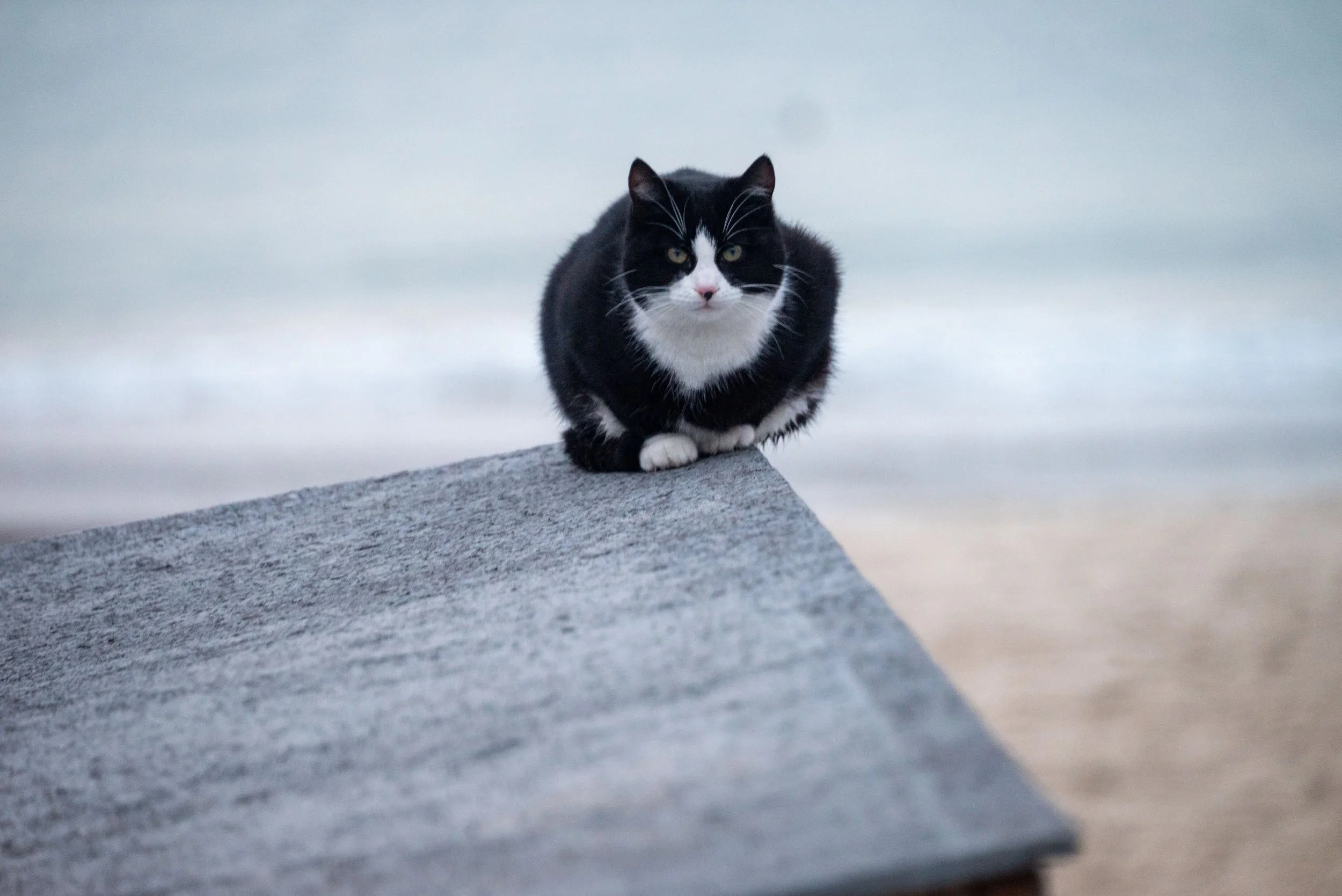 Nataliia Mykhailenko