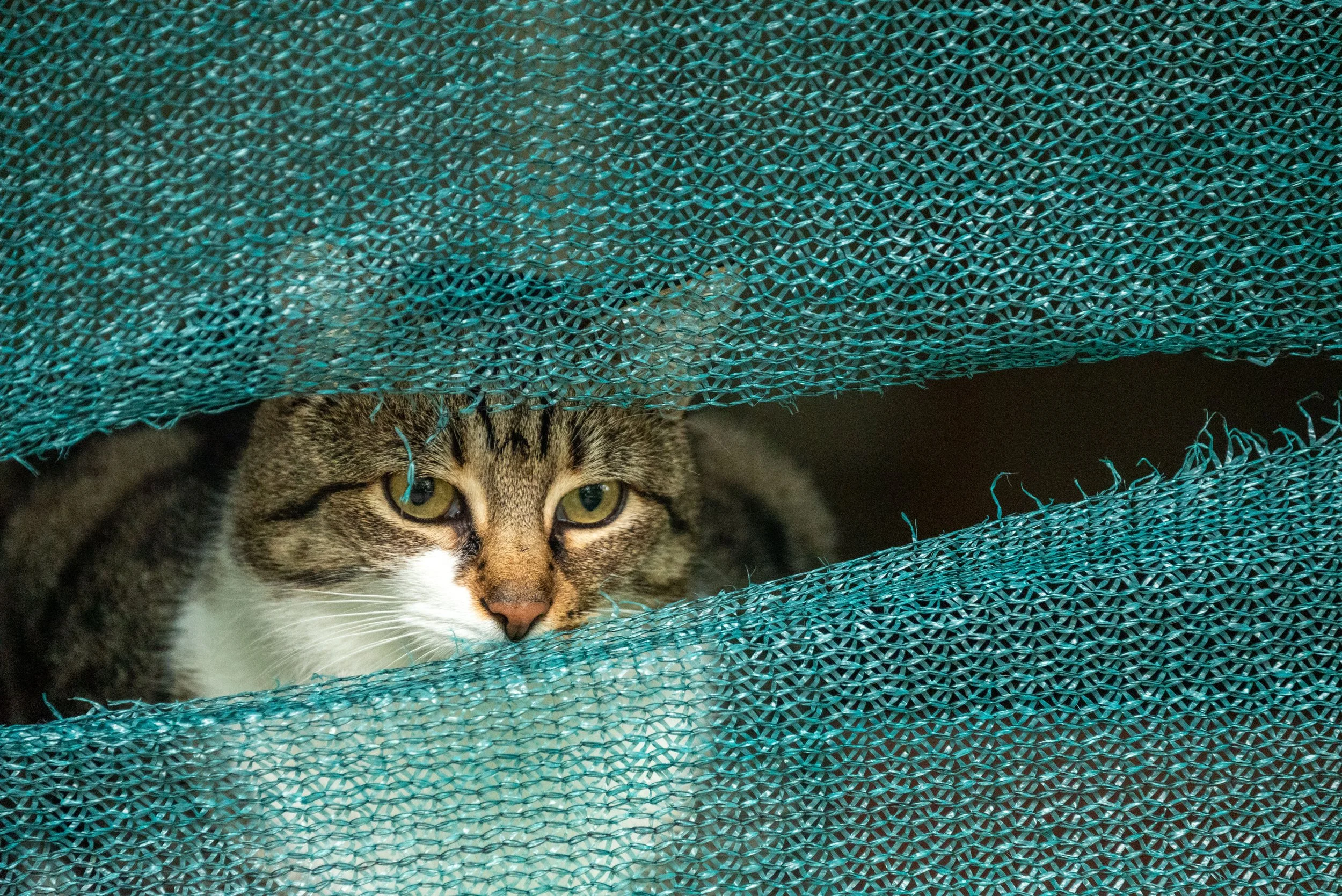 Nataliia Mykhailenko