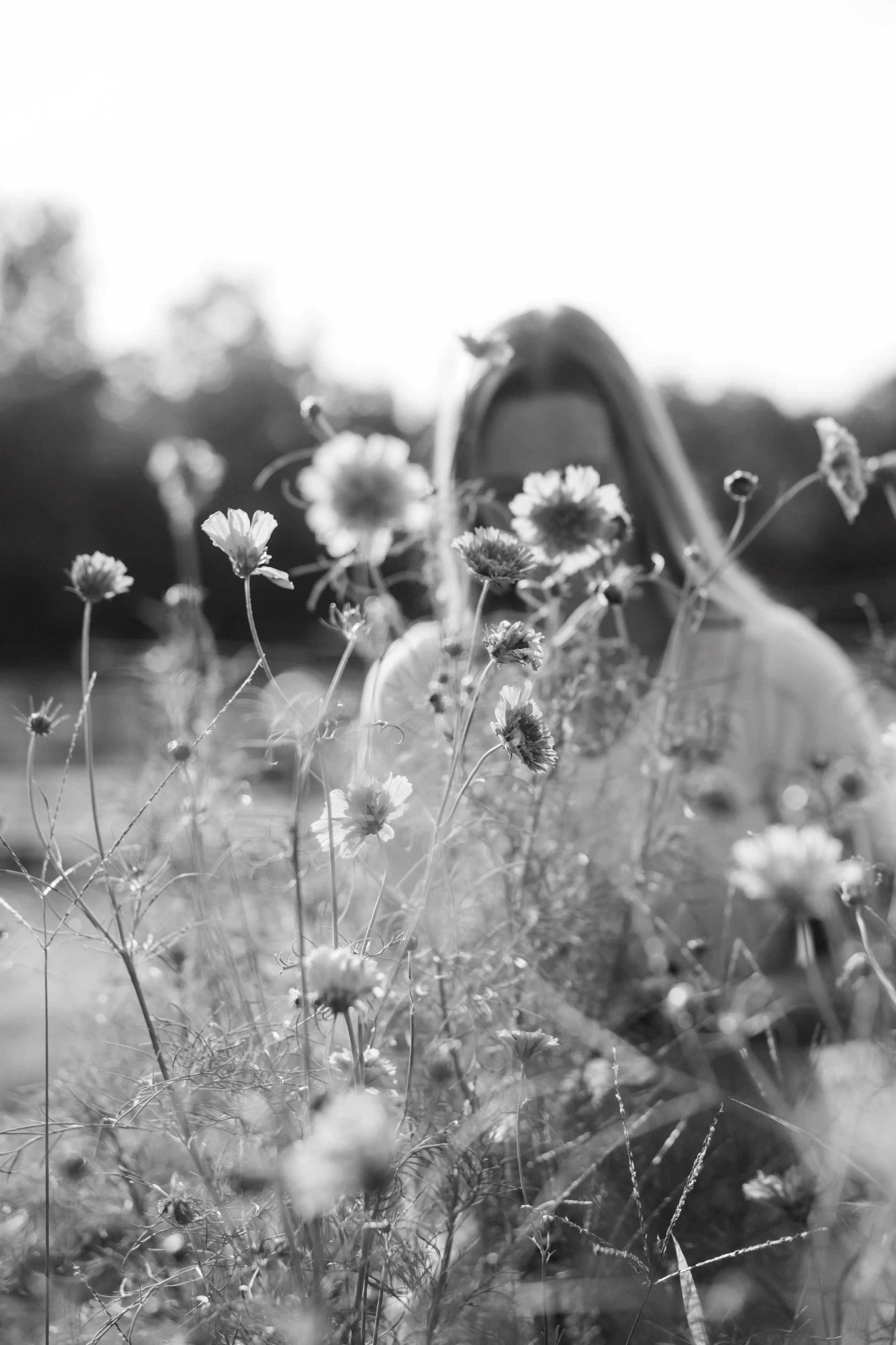 A black-and-white photo of a person with long hair standing behind wildflowers in a field, with the person's face partially obscured by the flowers.