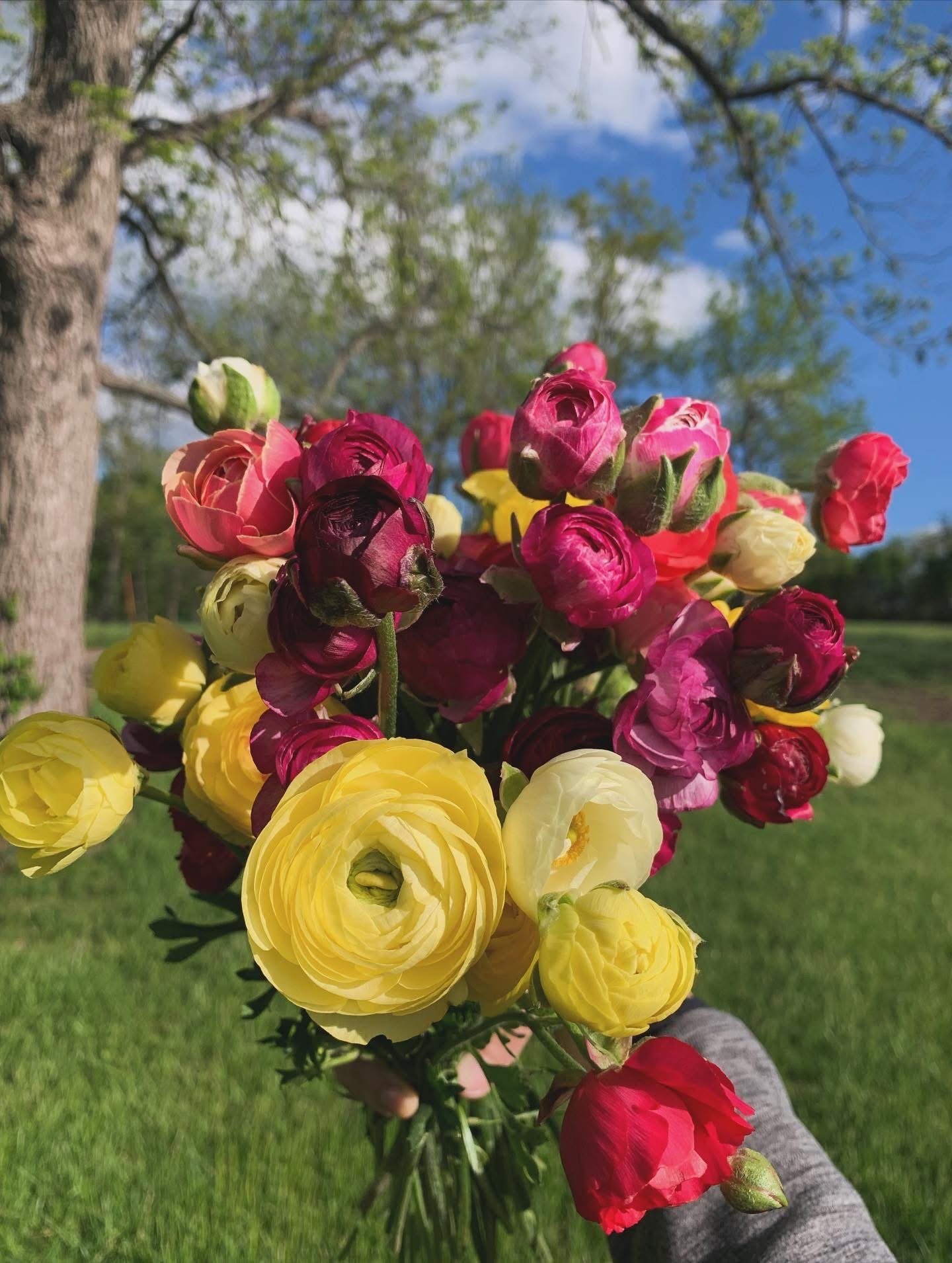 The Road to Ranunculus - Blog 4 — Long Acre Farm