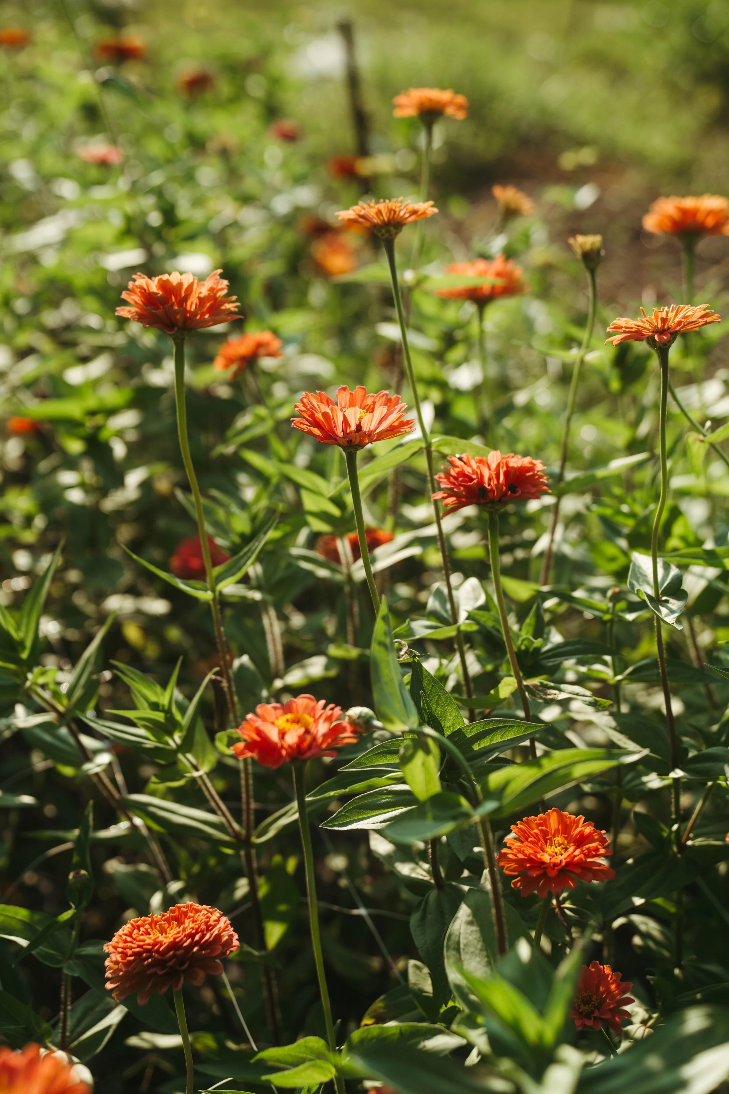 Is The Easy Way Actually Easy?- Blog 8